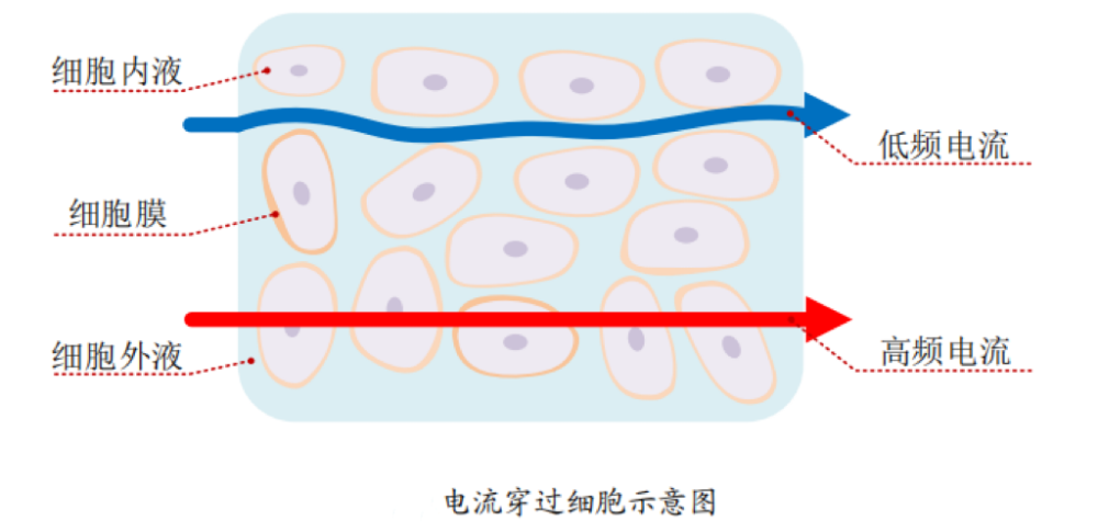 出体脂的？数据准确吗？一起来了解CQ9电子最新网站体脂秤是怎么测